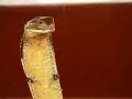 Encantador de Cobras Encantador de Cobras
