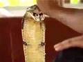 Encantador de Cobras