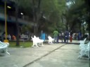 En Busca Del Fatman Perdido