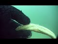 Sea Star Regeneration