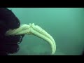 Sea Star Regeneration