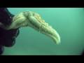 Sea Star Regeneration