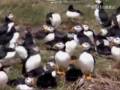 videos de Aves de la Península Ibérica