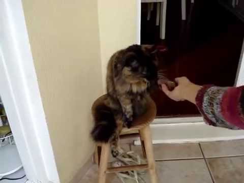 お手お代わりをする猫(ルナ)Youtube(ユーチューブ・ゆーちゅーぶ)・Dailymotion動画