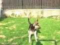crazy dog