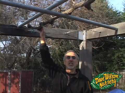 how to grow grapes in nj