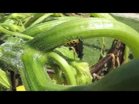 how to control squash bugs
