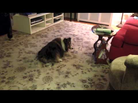 how to treat nystagmus in dogs