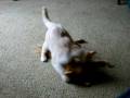 videos de Ginger and kitty