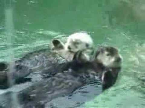 The Otter Song