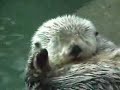 The Otter Song
