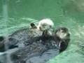 The Otter Song