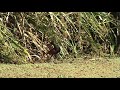 Jacana 4