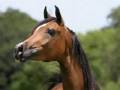 Arabian-Horses