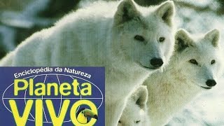 O País do Lobo Branco