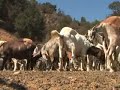 duarte - the city of duarte has resorted to a simple solution to current problem.  the city counil has approved the hiring of a herd of goats to eat overgrown vegitation and shrubs in the foothlls above the city to comply to the fire code requirements.  reginald miller visits with goathearder george gonzales to to check the  progress of this unique solution.