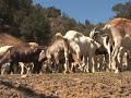 duarte - the city of duarte has resorted to a simple solution to current problem.  the city counil has approved the hiring of a herd of goats to eat overgrown vegitation and shrubs in the foothlls above the city to comply to the fire code requirements.  reginald miller visits with goathearder george gonzales to to check the  progress of this unique solution.