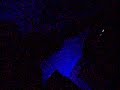 rave rave