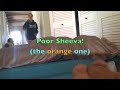   Cat jumping