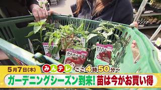 みんテレ