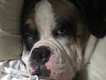 Boxer Dog Chacao durmiendo Boxer Dog Chacao durmiendo