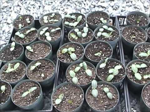 how to grow luffa from seed