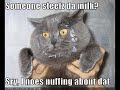 vERY fUNNY cATS 9 vERY fUNNY cATS 9