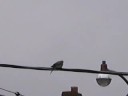 pigeon in the rain