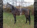 www.HWfarm.com presents a Don Primero / Feiner Stern / Akzent gelding, 4yo