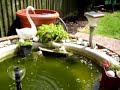 Our Garden Pond Our Garden Pond