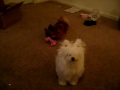 cookie and shiba playing