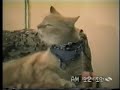 Bob Segar Singing Cat Bob Segar Singing Cat