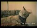 Bob Segar Singing Cat