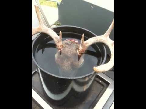 how to whiten deer antlers