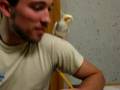 My cockatiel Has Rhythm