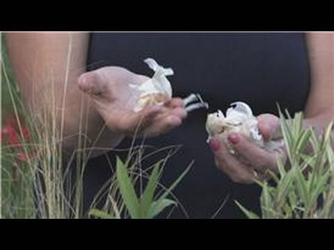 how to replant garlic cloves