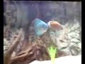 Diskus Pair Fighting Diskus Pair Fighting