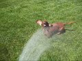 Water-Lovin Wiener Dog