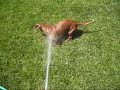 Water-Lovin Wiener Dog