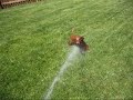 Water-Lovin Wiener Dog