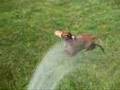 Water-Lovin Wiener Dog