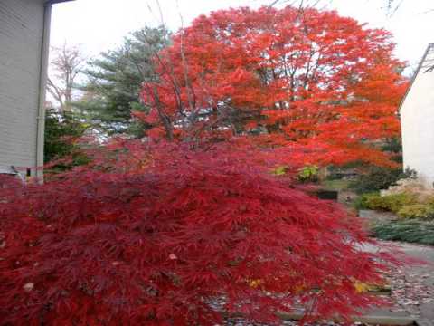 how to fertilize japanese maple