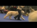 собаки, SRO, ЮРО (южнорусская овчарка)Хрустальный кубок Украины 2007/16/12