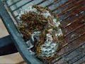 Paper Wasps in my Grill Paper Wasps in my Grill
