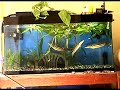 frankenfish