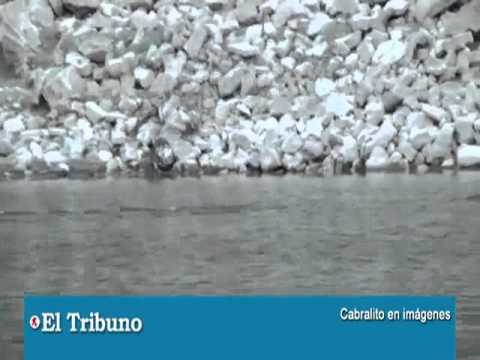 Videos relacionados con www.com diario el tribuno de salta