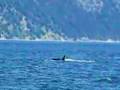 videos de J pod by Lummi Island