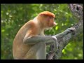 amazon-rainforest-lodge-part-1.html