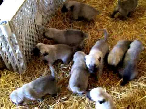 kangal
