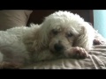 Gizmo\